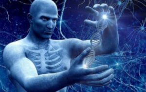 Генетическое развитие человека.  Генетическая модификация и эволюция человека. Этапы эволюции.