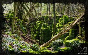 Загадочный лес Puzzlewood